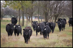 Smith cattle