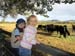 Riley and Bennett and cows