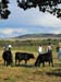 scenic cattle