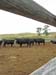 cows through fence