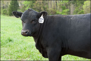 University of Georgia Beef Center