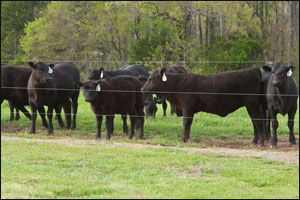 University of Georgia Beef Center