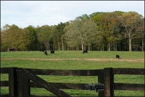 University of Georgia Beef Center