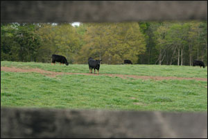 University of Georgia Beef Center