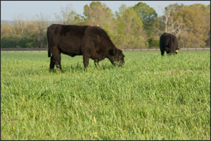 University of Georgia Beef Center