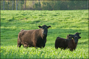 University of Georgia Beef Center