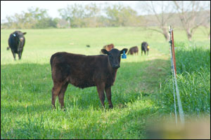 University of Georgia Beef Center