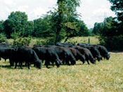 herd scene