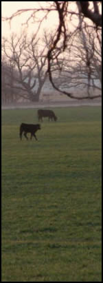 Pollard wheat pasture