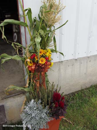 corn stalks