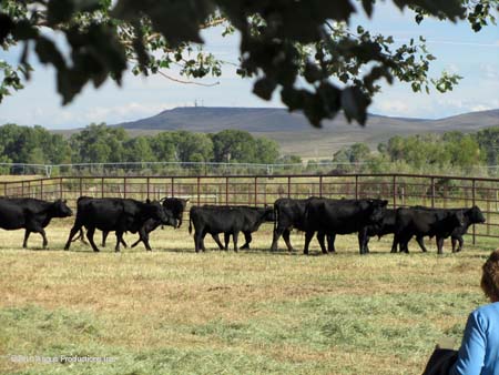 Cattle