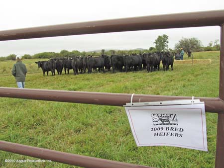sitz heifer pen