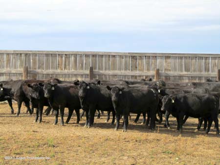 VD heifers