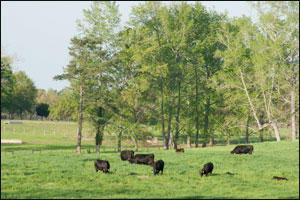 University of Georgia Beef Center