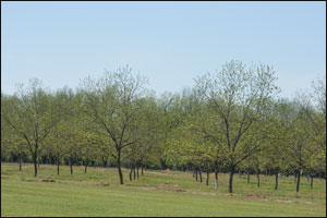 University of Georgia Beef Center