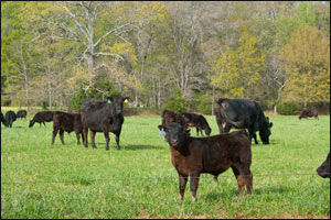 University of Georgia Beef Center